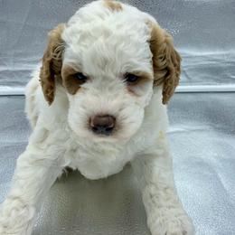 Sage - female Golden Mountain Doodle puppy in Travelers Rest, South Carolina from Bailey Mountain Doodles