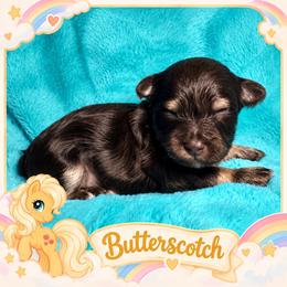 Butterscotch - Chocolate male Havanese puppy in Hendersonville, North Carolina from Kim's Cove
