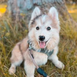 Aster - Merle male Pomsky puppy in Cleveland, Ohio from Lake Point Pomskies