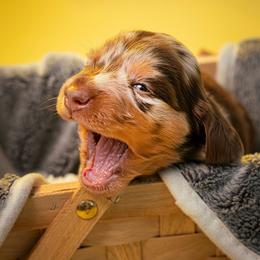 Toby - Dapple male Dachshund puppy in Hialeah, Florida from Slinky Doxie 305
