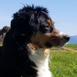 Calie - Miniature American Shepherd