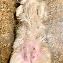 Toy Australian Shepherd All Grown Up from LuminAussies - Toy Australian Shepherd