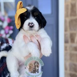 Girl 4 - female Sheepadoodle puppy in Marion, Ohio from Doodles & Doxies