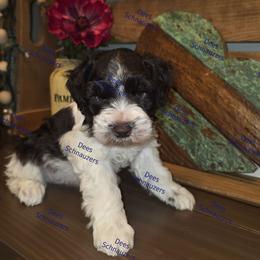 Duke - Parti male Miniature Schnauzer puppy in Crestview, Florida from Dees Schnauzers