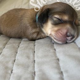 Dachshund Puppies from Swedoxies