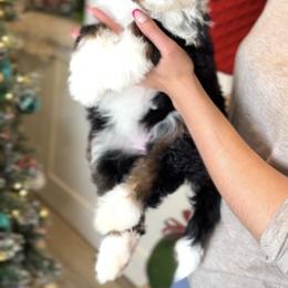 Bernedoodle, Cavapoo, and Goldendoodle Puppies from Blackberry Farm Puppies