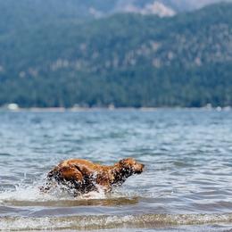 Golden Retrievers from Church Creek Retrievers