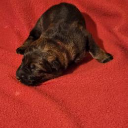 German Shepherd Puppies from Persevere Kennels