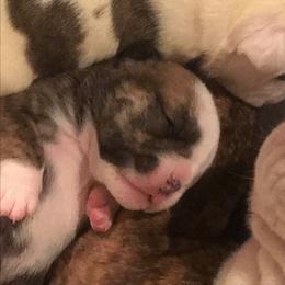 Talia - Red brindle and white female Bulldog puppy in Laurel, Montana from Bull Mountain Bulldogs