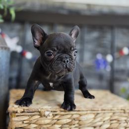 French Bulldog Puppies from Edgewater Frenchies