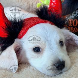 Mr. Black-2800 - Dapple male Dachshund puppy in Sparr, Florida from From the Heart Doxies