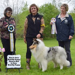 Collies from LynChris Collies