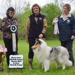 Collies from LynChris Collies