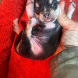 RICO - Cream and white male Chihuahua puppy in Polo, Missouri from Blue Tails Farm