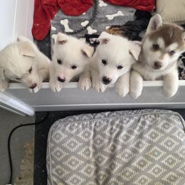 Siberian Husky puppies from House Callihan-Walker Kennel