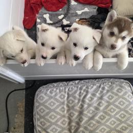 Siberian Husky puppies from House Callihan-Walker Kennel