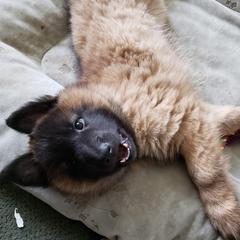 Belgian Tervuren Puppies from Beartooth Belgian Tervuren