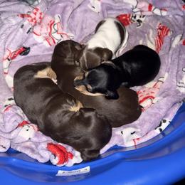 Dachshund Puppies from RJB Family Pups