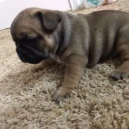 French Bulldog Puppies from PNW French Bulldogs