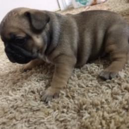 French Bulldog Puppies from PNW French Bulldogs
