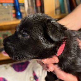 Ruby - Black female Flat-Coated Retriever puppy in Saxapahaw, North Carolina from Banquo