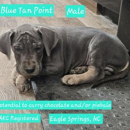 Firework - Blue male Great Dane puppy in Biscoe, North Carolina from Clouser's Bodacious Danes & Miniature Schnauzers