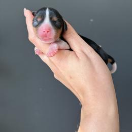 Penelope - Tri-color female Cavalier King Charles Spaniel puppy in Spring Hill, Florida from Parisian Puppies