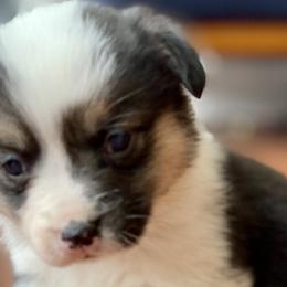 AKC Tri girl - Black and tan Pembroke Welsh Corgi puppy in Woodland, Washington from MB Acres Corgis