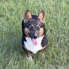 Buddy - Pembroke Welsh Corgi
