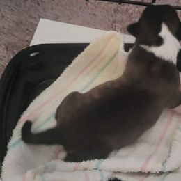 Vesper - Cardigan Welsh Corgi puppy in Bel Air, Maryland from Brechdan Cardigan Welsh Corgis