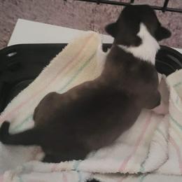 Vesper - Cardigan Welsh Corgi puppy in Bel Air, Maryland from Brechdan Cardigan Welsh Corgis