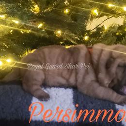 Persimmon - Red fawn female Chinese Shar-Pei puppy in Columbus, Indiana from Royal Guard Shar Pei