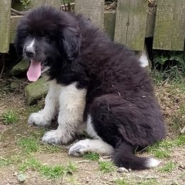 Puppy ID47257 - White and badger male Great Pyrenees puppy in Leicester, North Carolina from Randall Glen Pyrenees