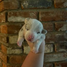 Indy - Bluie Merle - Blue merle and white male American Corgi puppy in Anderson, California from Flying K Corgis