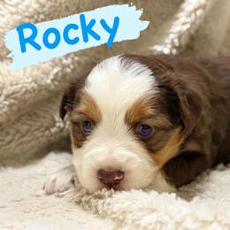 Rocky - Red tri male Miniature Australian Shepherd puppy in South Central, Pennsylvania from Windy Hills Mini Aussies & Doodles