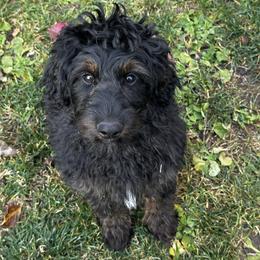 BRAVE - Phantom male Goldendoodle puppy in Atascadero, California from Daring to Dream Doodles
