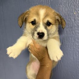 Liberty - Red female Pembroke Welsh Corgi puppy in Victoria, Texas from Clear Creek Corgis
