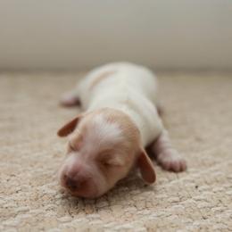 JUNE - Cream female Dachshund puppy in Indiantown, Florida from Turquoise River Minature Dachshunds