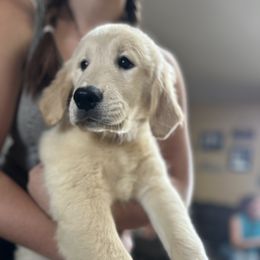 Golden Retriever and Labrador Retriever Puppies from Storm Chasers Retrievers