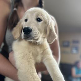 Golden Retriever and Labrador Retriever Puppies from Storm Chasers Retrievers