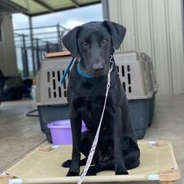 Onyx - Labrador Retriever