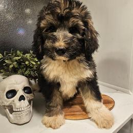 Green - Sable male Bernedoodle puppy in Shelby, North Carolina from Forever Grateful Doodles