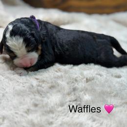 Waffles - Tri-color female Bernedoodle puppy in El Campo, Texas from Little Fur Friends Bernedoodles