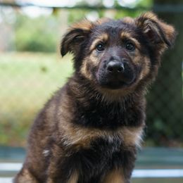 Bravo vom Rabenauge - Sable male German Shepherd puppy in Wadsworth, Ohio from Zwinger Vom Rabenauge
