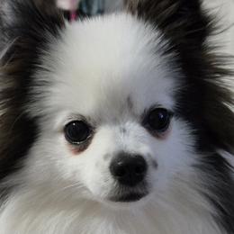 Pomeranians from Ruby's Pomeranians