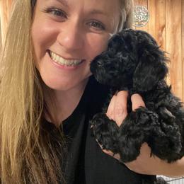 Cockapoo Puppies from Ouachita River Cockapoos