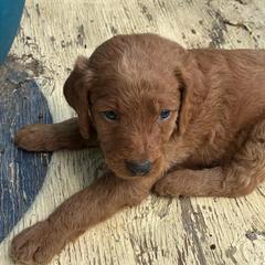 Skip - Caramel red male Labradoodle puppy in Montrose, Colorado from Ithilien Labradoodles