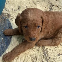Skip - Caramel red male Labradoodle puppy in Montrose, Colorado from Ithilien Labradoodles