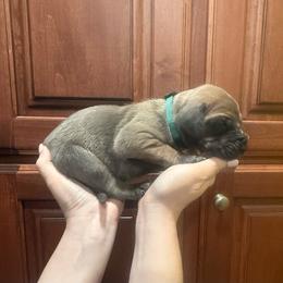 Hunter green collar - Fawn male Great Dane puppy in Ider, Alabama from Sand Mountain Danes LLC