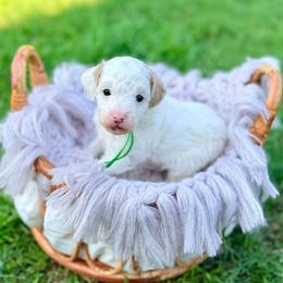 Tide - Parti male Poodle puppy in Dunn, North Carolina from Sandy Creek Kennels